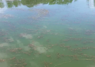 Curly-Leaf Pondweed Around Hornstein's